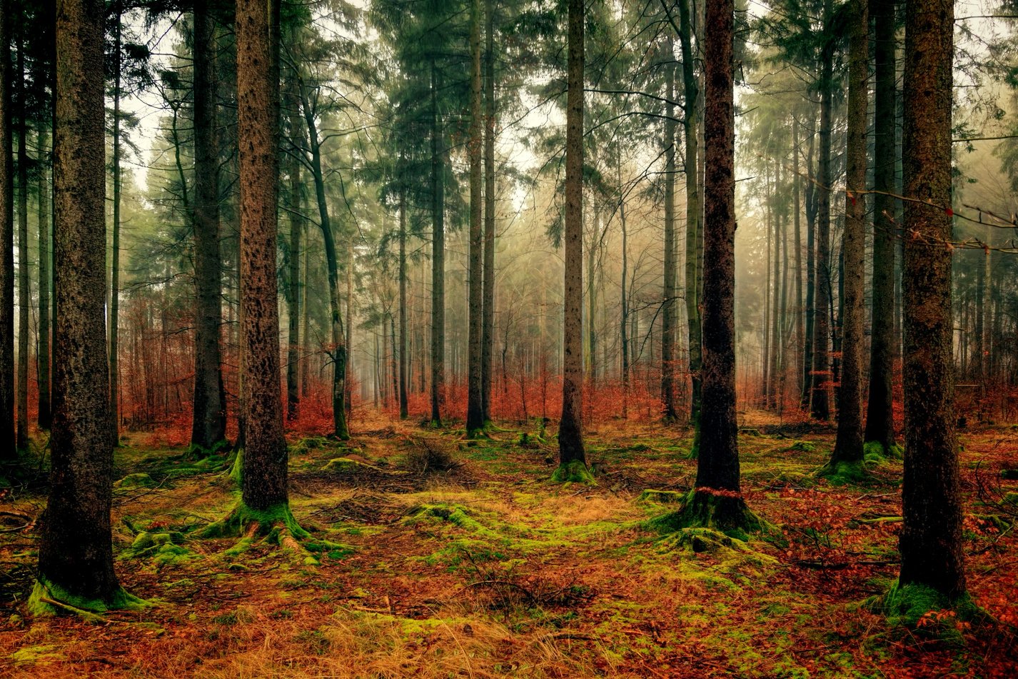 Forest Trees Landscape